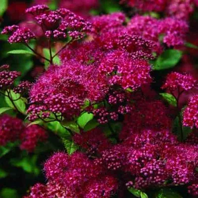 Спирея АНТОНИ ВАТЕРЕР японская  Спирея АНТОНИ ВАТЕРЕР японская в Брянске