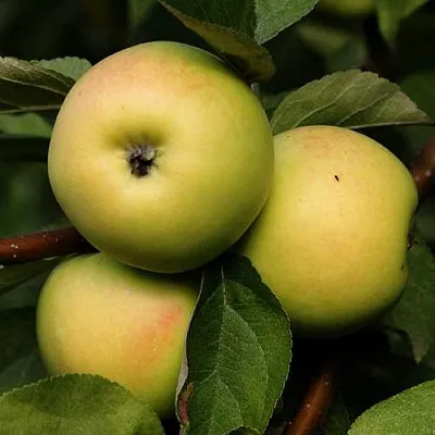 Яблоня ДАНИЛА  Яблоня ДАНИЛА в Брянске