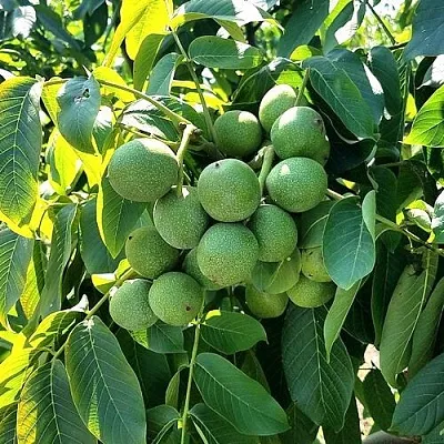 Грецкий орех  ИЗЯЩНЫЙ в Брянске