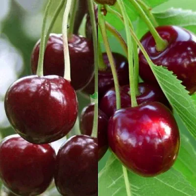 Комплект ВИШНЕВЫЙ ТАНДЕМ в Брянске