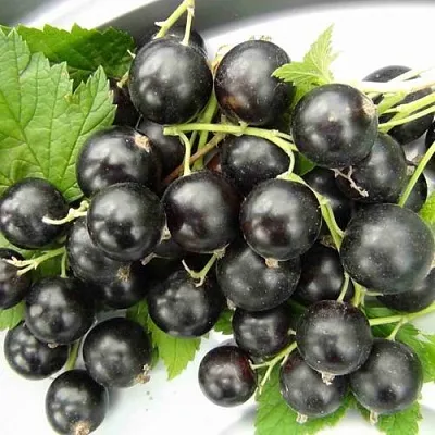 Смородина черная ТИТАНИЯ в Брянске