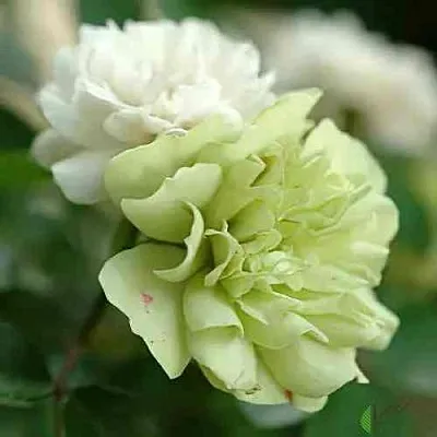 Саженцы роз ГРИН АЙС миниатюрная  Саженцы роз ГРИН АЙС миниатюрная в Брянске