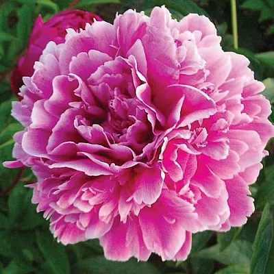 Пион ПУРПУРНАЯ ФЕЕРИЯ травянистый  Пион ПУРПУРНАЯ ФЕЕРИЯ травянистый в Брянске