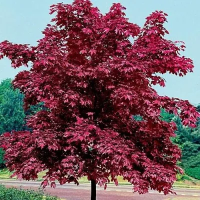 Клен КРИМСОН КИНГ остролистный  Клен КРИМСОН КИНГ остролистный в Брянске