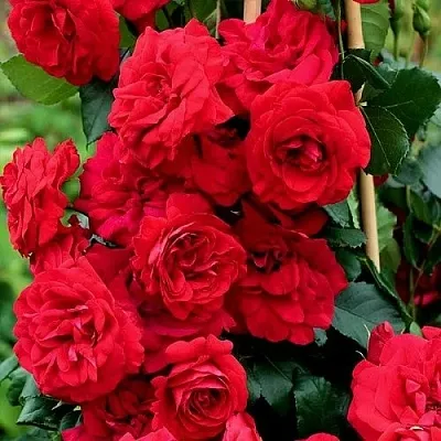 Саженцы роз АМАДЕУС плетистая  Саженцы роз АМАДЕУС плетистая в Брянске