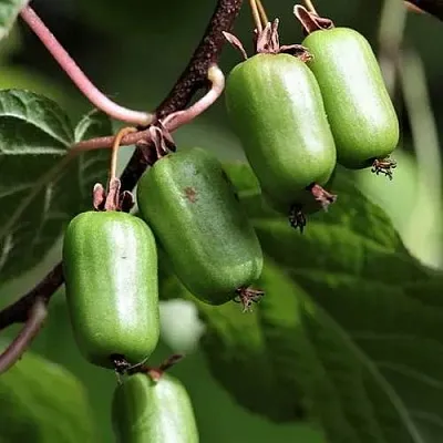 Актинидия СЕНТЯБРЬСКАЯ коломикта  Актинидия СЕНТЯБРЬСКАЯ коломикта в Брянске