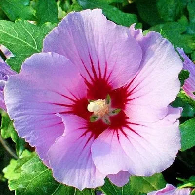 Гибискус ПИНК ФЛИРТ сирийский  Гибискус ПИНК ФЛИРТ сирийский в Брянске