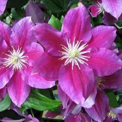 Клематис ХАНИЯ  Клематис ХАНИЯ в Брянске