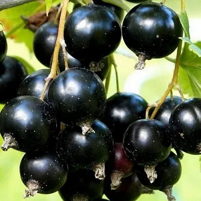 Смородина чёрная СОКРОВИЩЕ в Брянске