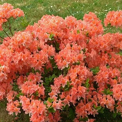 Рододендрон ЯПОНСКИЙ ОРАНЖЕВЫЙ  Рододендрон ЯПОНСКИЙ ОРАНЖЕВЫЙ в Брянске