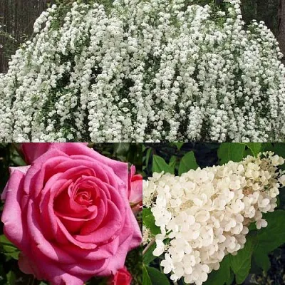 Комплект ВЕЧНАЯ КЛАССИКА в Брянске