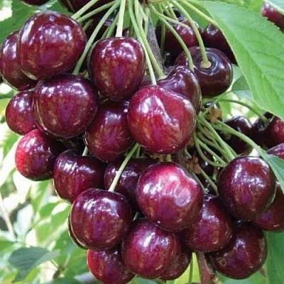 Черешня СЭМ колонновидная  Черешня СЭМ колонновидная в Брянске