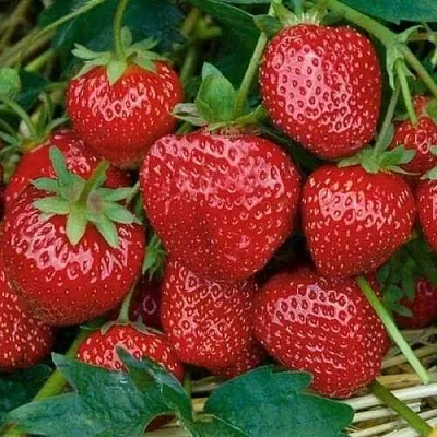 Клубника СЕЛЬВА ремонтантная  Клубника СЕЛЬВА ремонтантная в Брянске