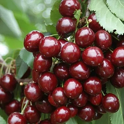 Черешня СИЛЬВИЯ колоновидная  Черешня СИЛЬВИЯ колоновидная в Брянске