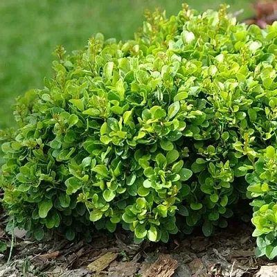 Барбарис КОБОЛЬД тунберга  Барбарис КОБОЛЬД тунберга в Брянске