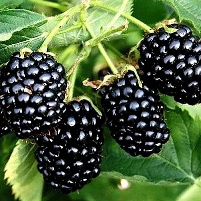 Ежевика ПРАЙМ АРК ТРЕВЕЛЕР ремонтантная в Брянске