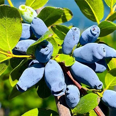 Жимолость съедобная АВРОРА  Жимолость съедобная АВРОРА в Брянске