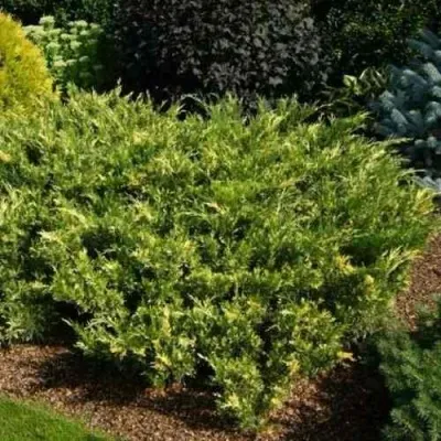 Можжевельник ВАРИЕГАТА казацкий — описание сорта Можжевельник ВАРИЕГАТА казацкий в Брянске