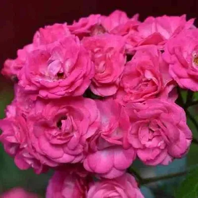 Саженцы роз ДИНКИ мускусная  Саженцы роз ДИНКИ мускусная в Брянске