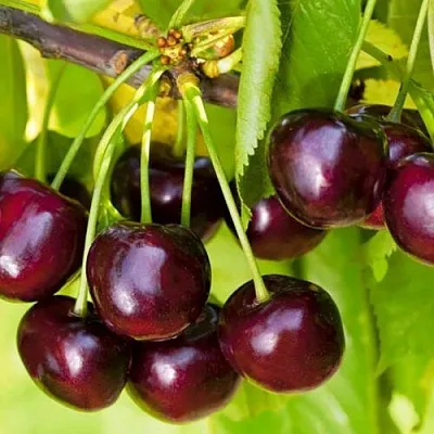 Черешня ИПУТЬ  Черешня ИПУТЬ в Брянске