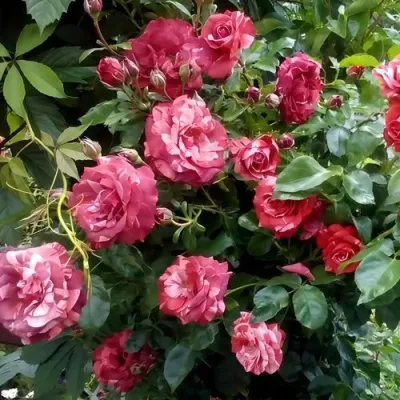 Саженцы роз БРАУНИ плетистая — описание сорта Саженцы роз БРАУНИ плетистая в Брянске