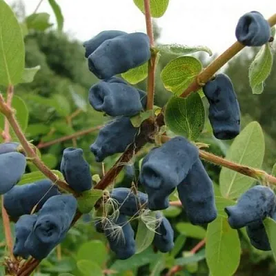 Жимолость съедобная ПУШКИНСКАЯ в Брянске