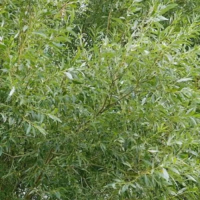 Ива ВИТЕЛЛИНА белая   Ива ВИТЕЛЛИНА белая  в Брянске