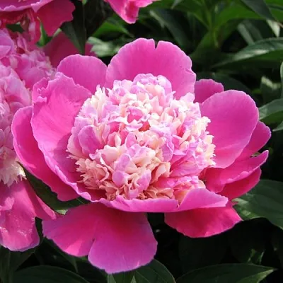 Пион КОРА СТАББС травянистый  Пион КОРА СТАББС травянистый в Брянске