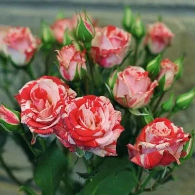 Миниатюрная  Миниатюрная в Брянске