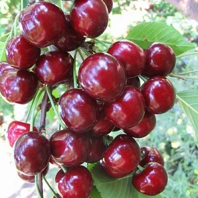 Черешня ОДРИНКА  Черешня ОДРИНКА в Брянске