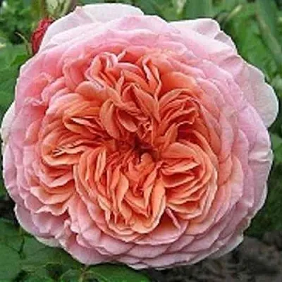 Саженцы роз АБРАХАМ ДЕРБИ английская  Саженцы роз АБРАХАМ ДЕРБИ английская в Брянске