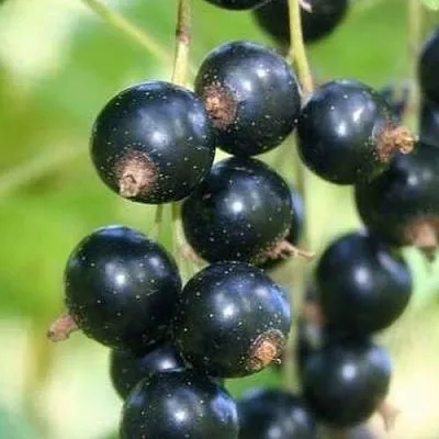 Смородина черная СТРЕЛЕЦ в Брянске