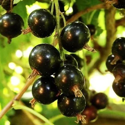 Смородина чёрная НАРА в Брянске