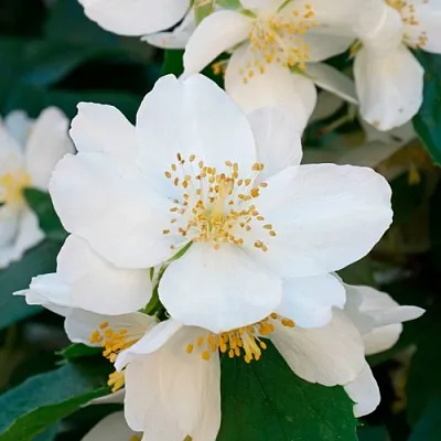 Жасмин ЮСТИНКА  Жасмин ЮСТИНКА в Брянске