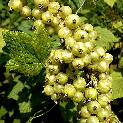Смородина зеленоплодная СНЕЖНАЯ КОРОЛЕВА в Брянске