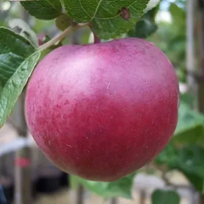 Яблоня НОРИС в Брянске