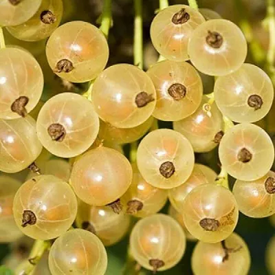 Смородина белая СМОЛЬЯНИНОВСКАЯ в Брянске