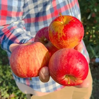 Яблоня КРАСАВИТА в Брянске