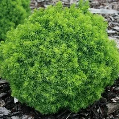 Ель АЛЬБЕРТА ГЛОБ сизая  Ель АЛЬБЕРТА ГЛОБ сизая в Брянске