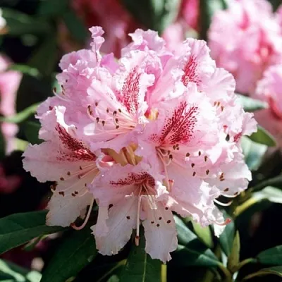 Рододендрон ЧИР  Рододендрон ЧИР в Брянске