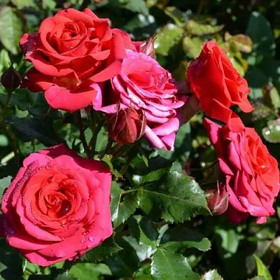 Саженцы роз МИРАБЕЛЬ спрей  Саженцы роз МИРАБЕЛЬ спрей в Брянске