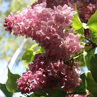 Сирень МЕДОВЫЙ СПАС  Сирень МЕДОВЫЙ СПАС в Брянске