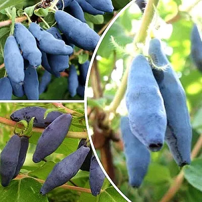 Комплект СЛАДКИЕ ХИТЫ в Брянске