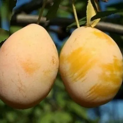 Слива ВАШИНГТОН  Слива ВАШИНГТОН в Брянске