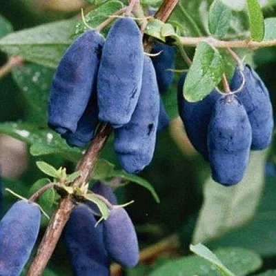 Жимолость съедобная ЛАЗУРНАЯ  Жимолость съедобная ЛАЗУРНАЯ в Брянске