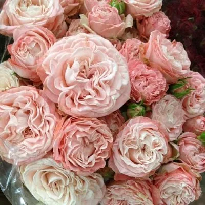 Саженцы роз МАДАМ БОМБАСТИК спрей  Саженцы роз МАДАМ БОМБАСТИК спрей в Брянске