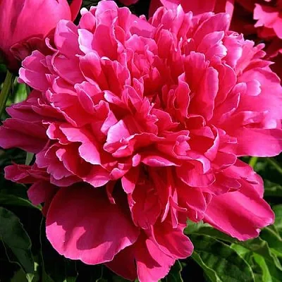 Пион ВИКТУАР ДЕ ЛА МАРН травянистый  Пион ВИКТУАР ДЕ ЛА МАРН травянистый в Брянске