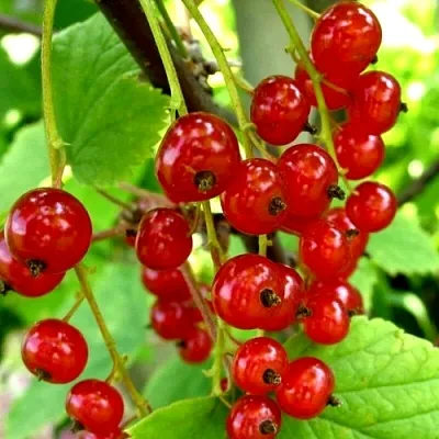 Смородина красная КОРАЛЛОВАЯ в Брянске