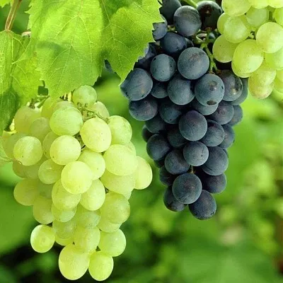 Столовый в Брянске