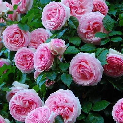 Саженцы роз ПЬЕР ДЕ РОНСАР плетистая  Саженцы роз ПЬЕР ДЕ РОНСАР плетистая в Брянске